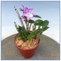 석곡 경홍 1+1