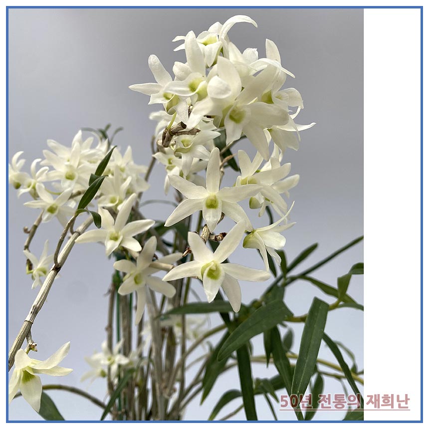 석곡 감지향 대주