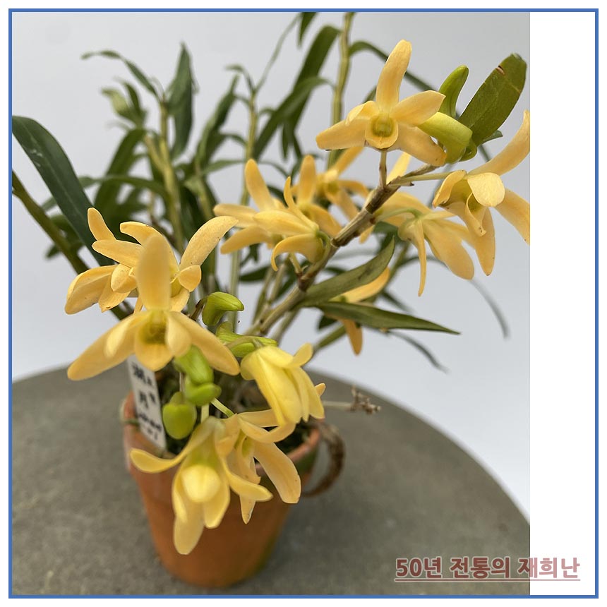 석곡 호월 250407-01