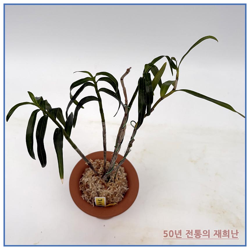 감지향 250924-03