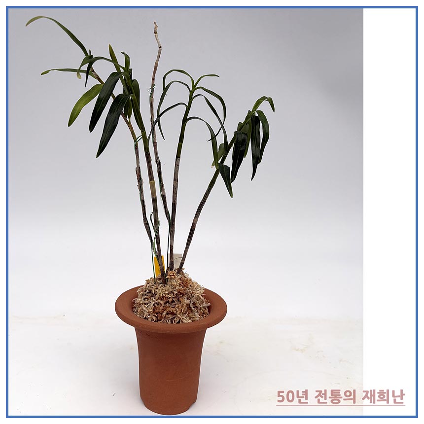 감지향 250924-03