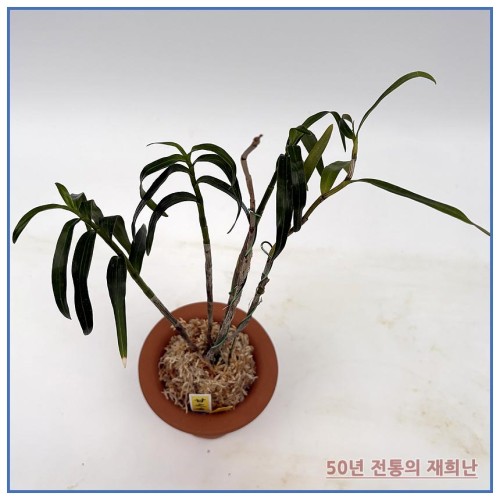 감지향 250924-03