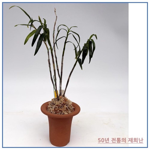 감지향 250924-03