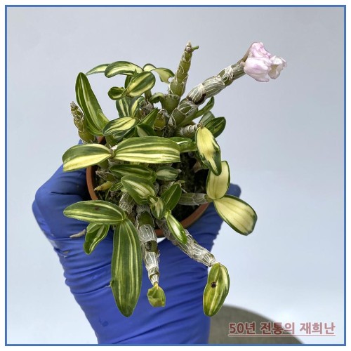 금성관 250406-04