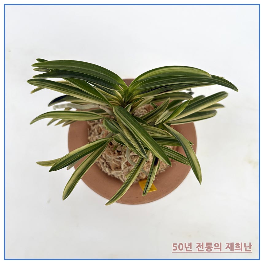 팔중의  27