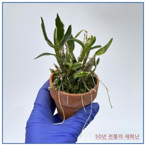 부사학 250515-03