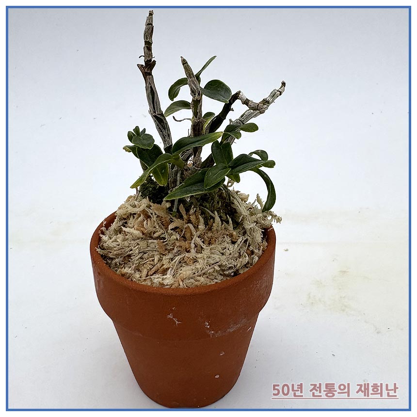 어다하복륜 250915-02