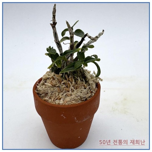 어다하복륜 250915-02