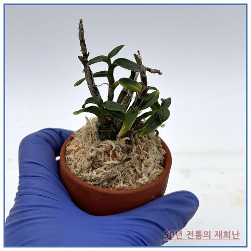 어다하복륜 250915-02