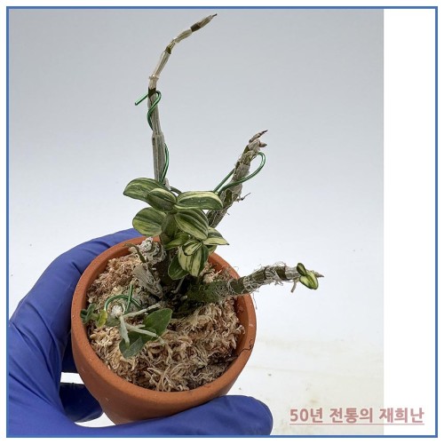 월궁전 250915-03