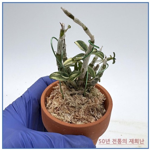 월궁전 250915-03
