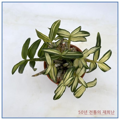 천심 250915-04