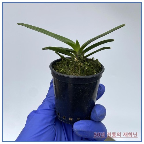 체리부케