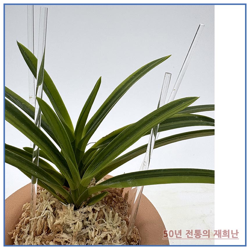 어렴령 250915-15