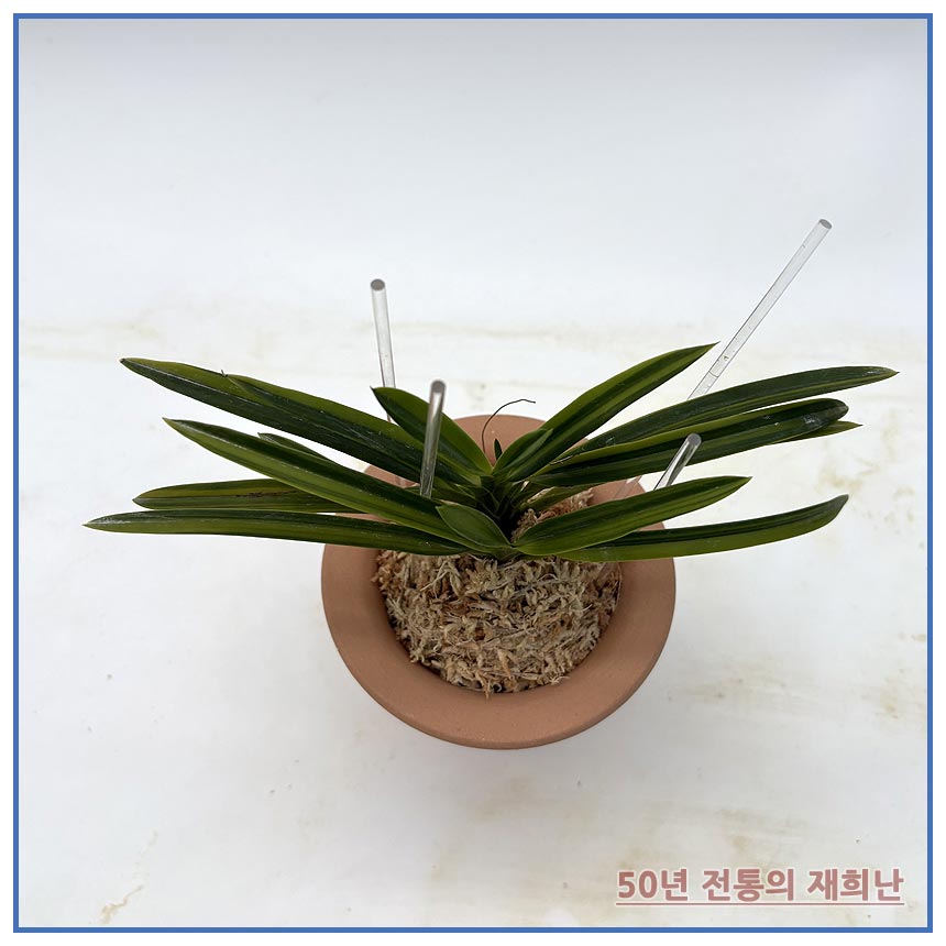 어렴령 250915-15