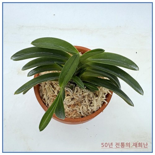 취화전 250915-08