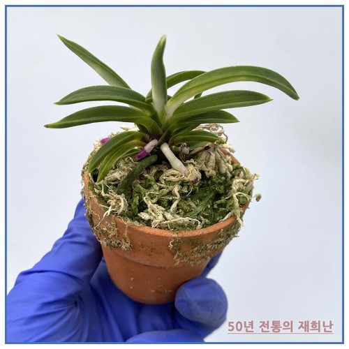 풍명전 250515-13