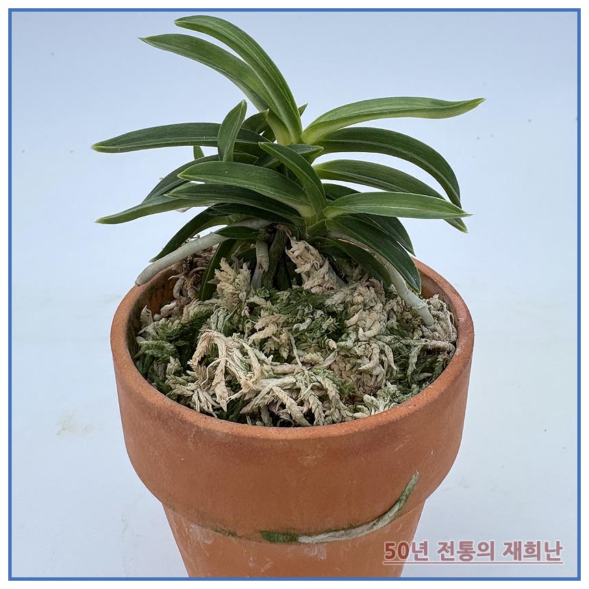 풍명전 250915-05