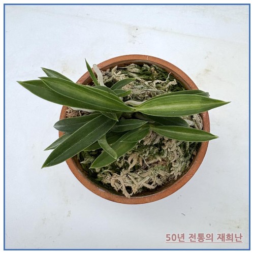 풍명전 250915-05