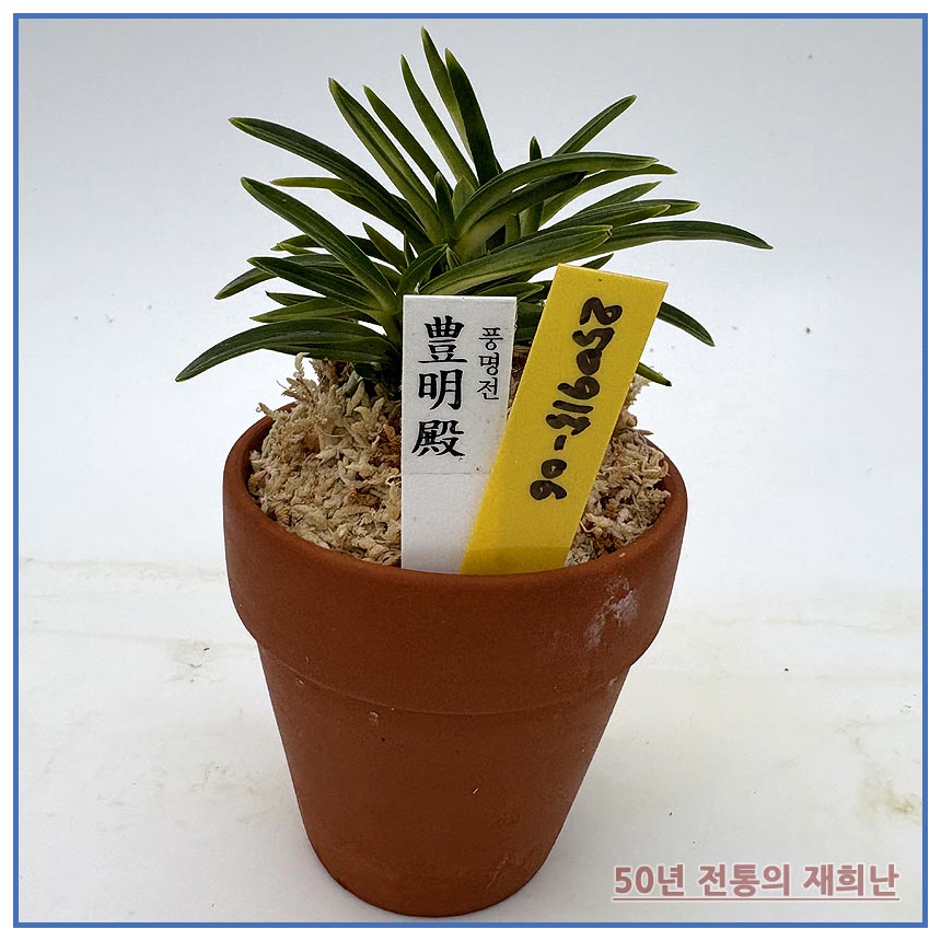 풍명전 250915-06