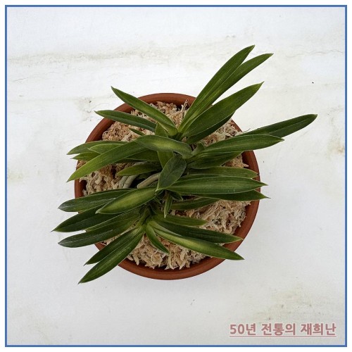 풍명전 250915-06
