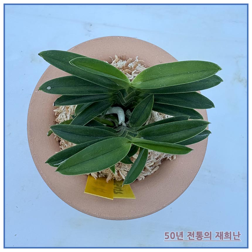 홍녹보 250915-12
