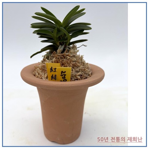 홍녹보 250915-12