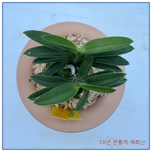 홍녹보 250915-12