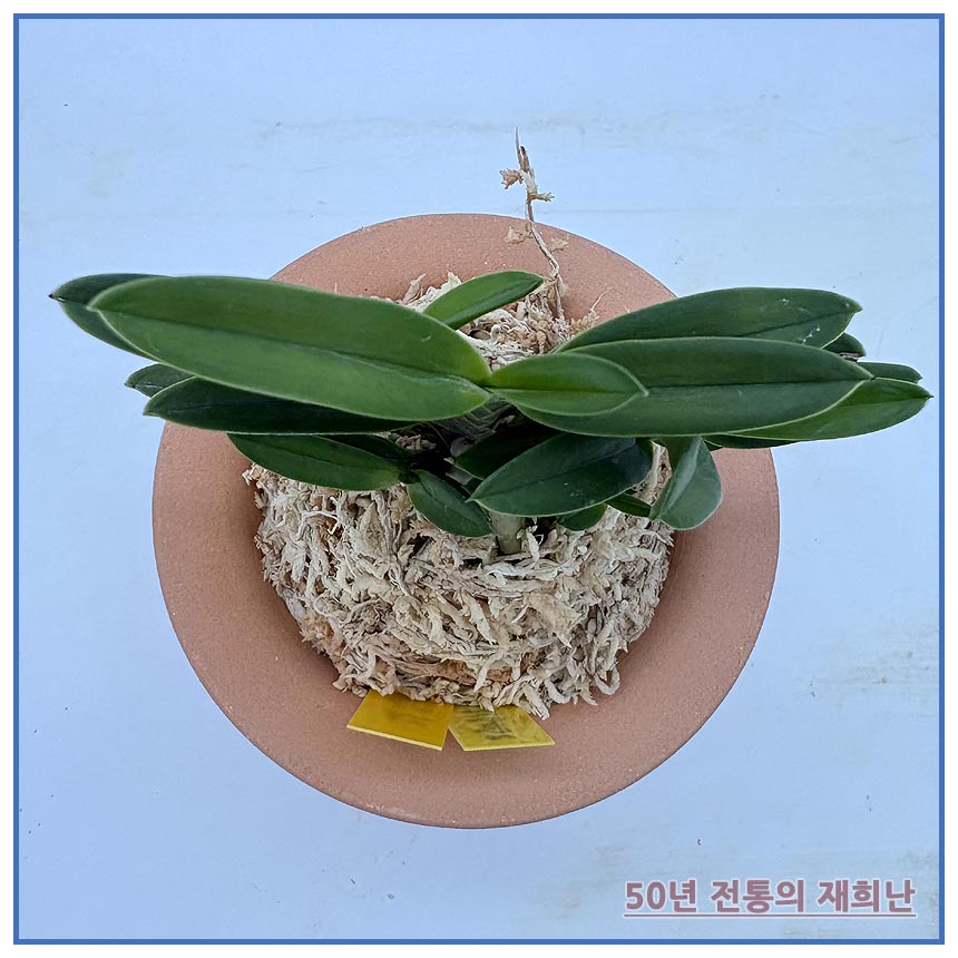 홍녹보 250915-13