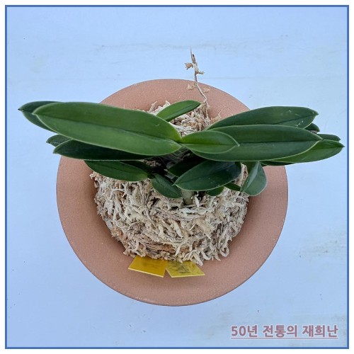 홍녹보 250915-13