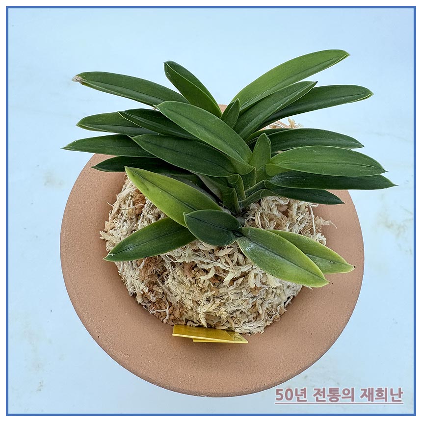 홍녹보 250915-14