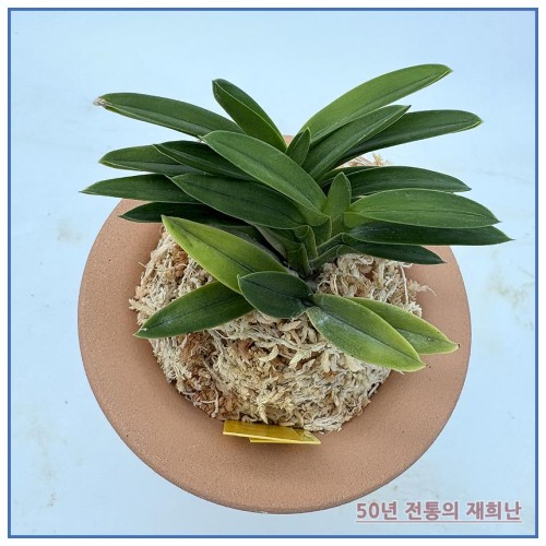 홍녹보 250915-14