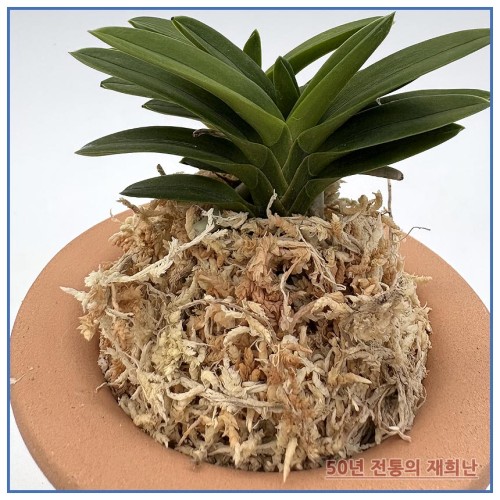 홍녹보 250915-14