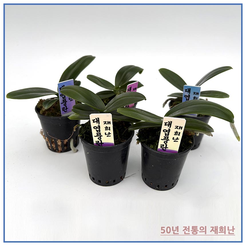 대엽풍란5개 무료배송