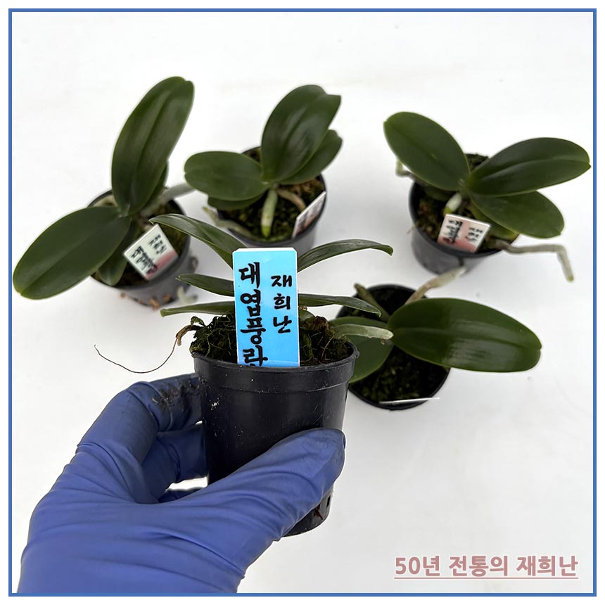 대엽풍란5개 무료배송